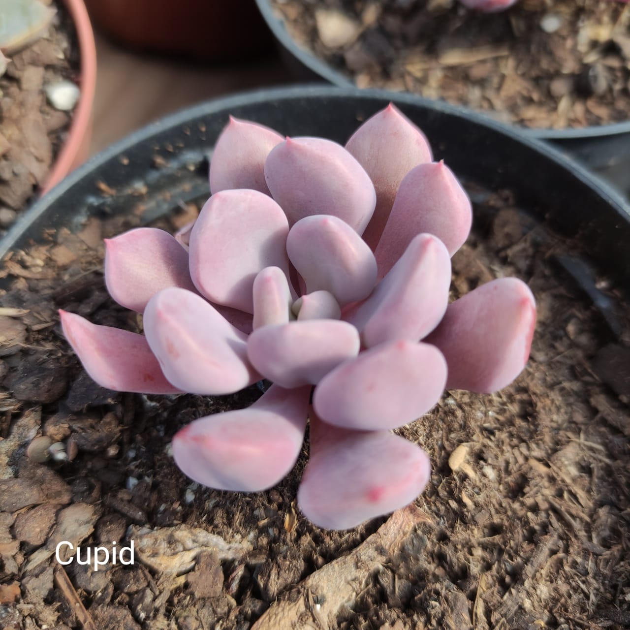 Echeveria Cupid - Image 2