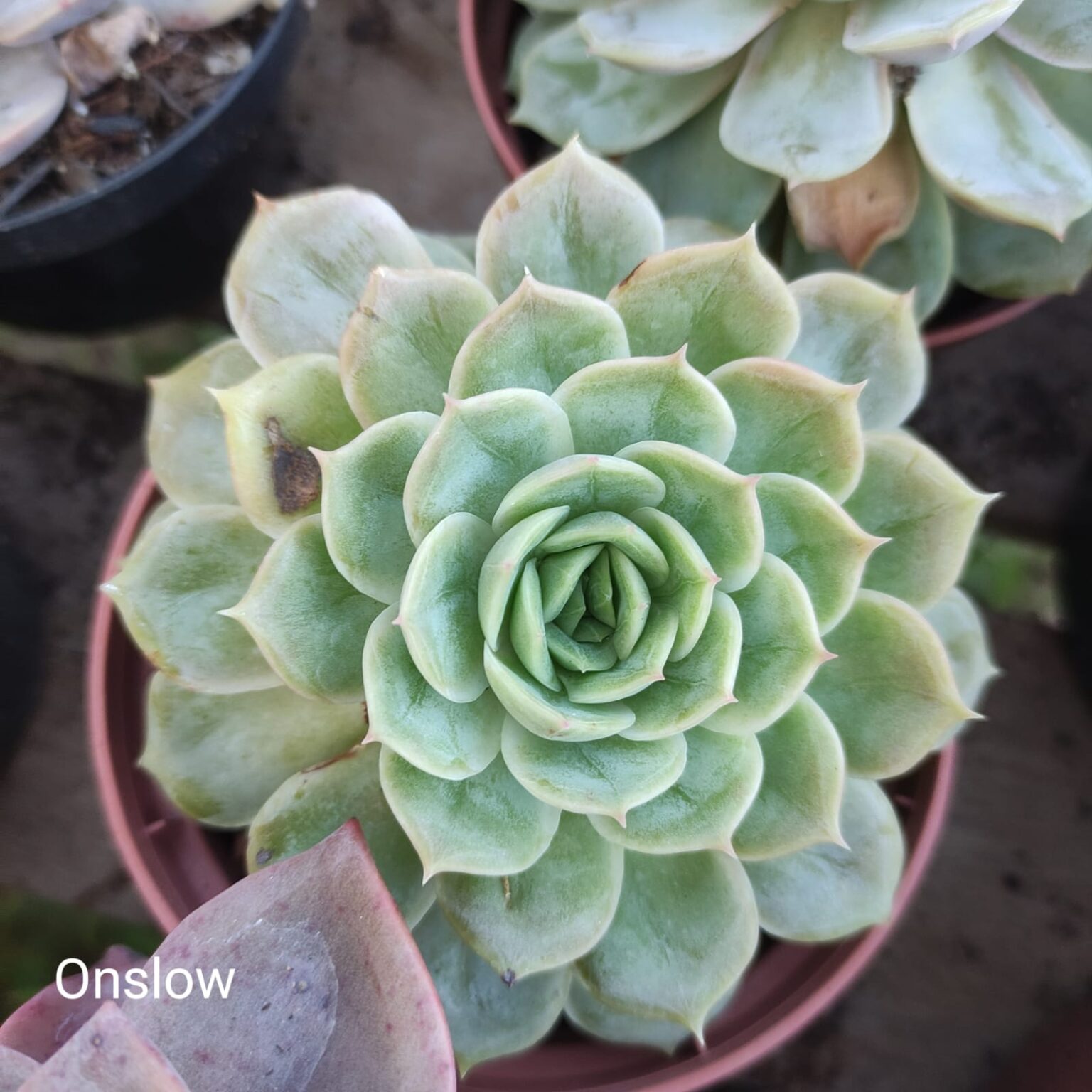 Echeveria Onslow Rosa De Pedra Echeveria Onslow Rosa De Pedra