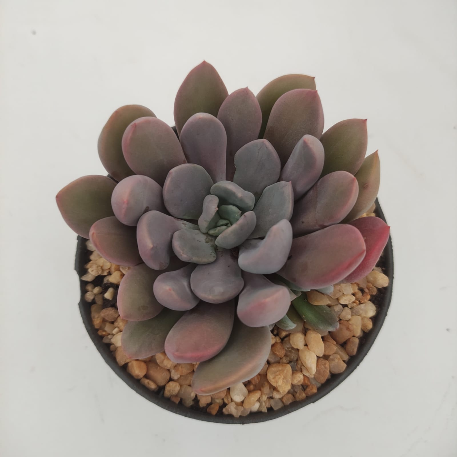 Echeveria Cupid