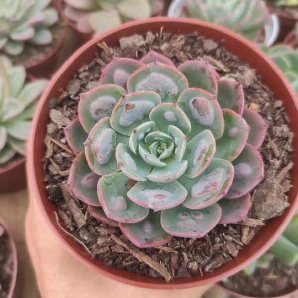 Echeveria Raindrops