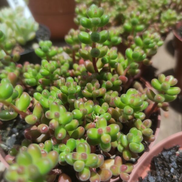 Sedum Stahlii