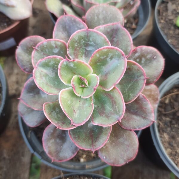Echeveria Painted Frills