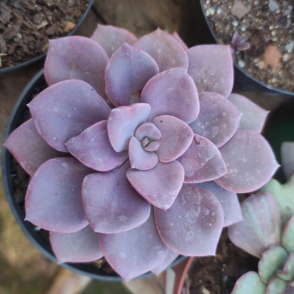 Echeveria Super Boom – Rosa de Pedra