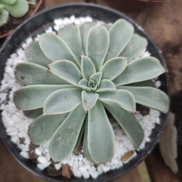 Echeveria Fantastic Fountain