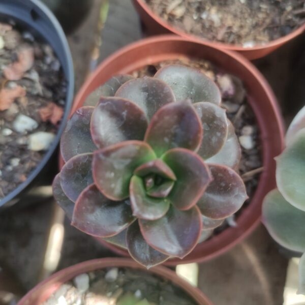 Echeveria Chroma