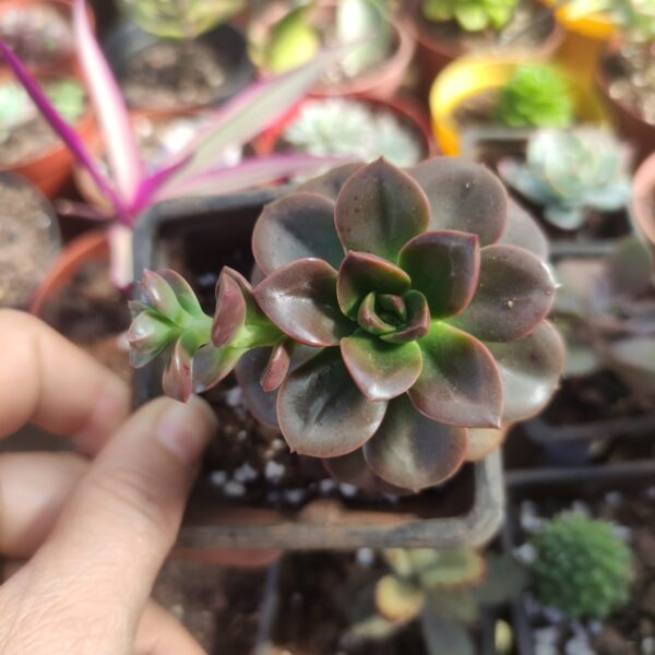Echeveria Chroma - Image 3