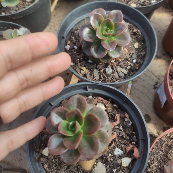 Echeveria Chroma - Image 2