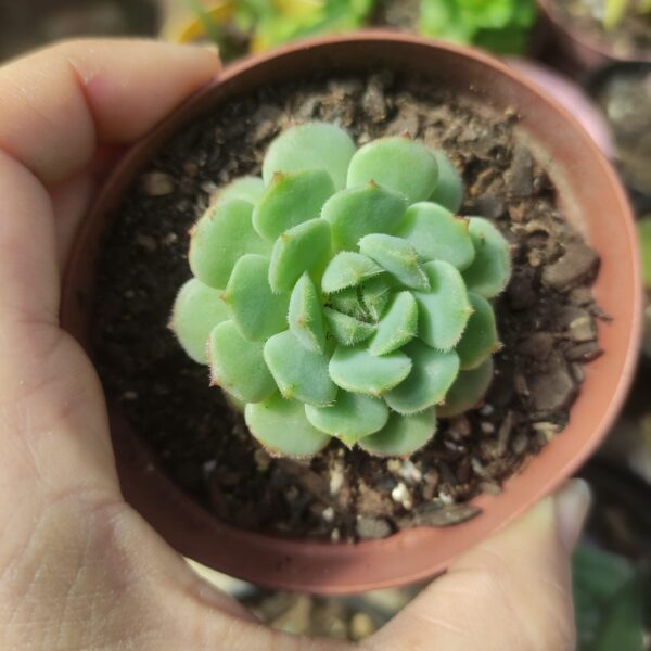 Echeveria Dorete
