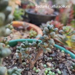 Sedum Furfuraceum