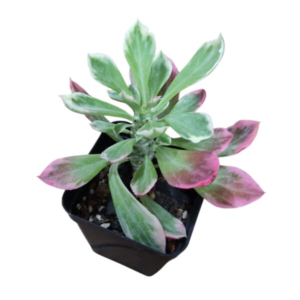 Monadenium  Stapelioides Variegata - Image 2