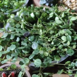 Suculenta Peperomia Prostata (Colar de tartaruga)