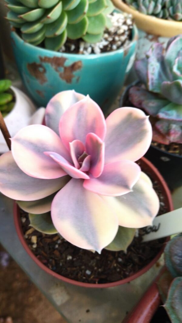 Echeveria "Rainbow"