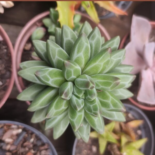 Pachyveria Diamante