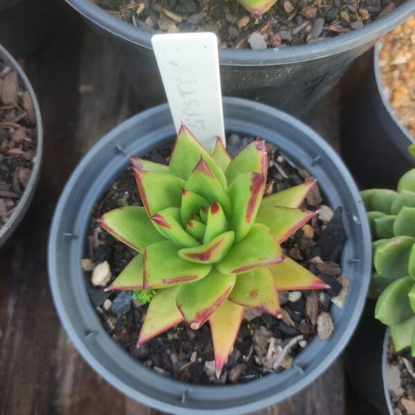 Echeveria Agavoide Lipstick