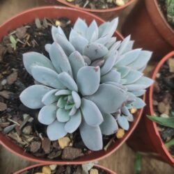 Echeveria Lulu