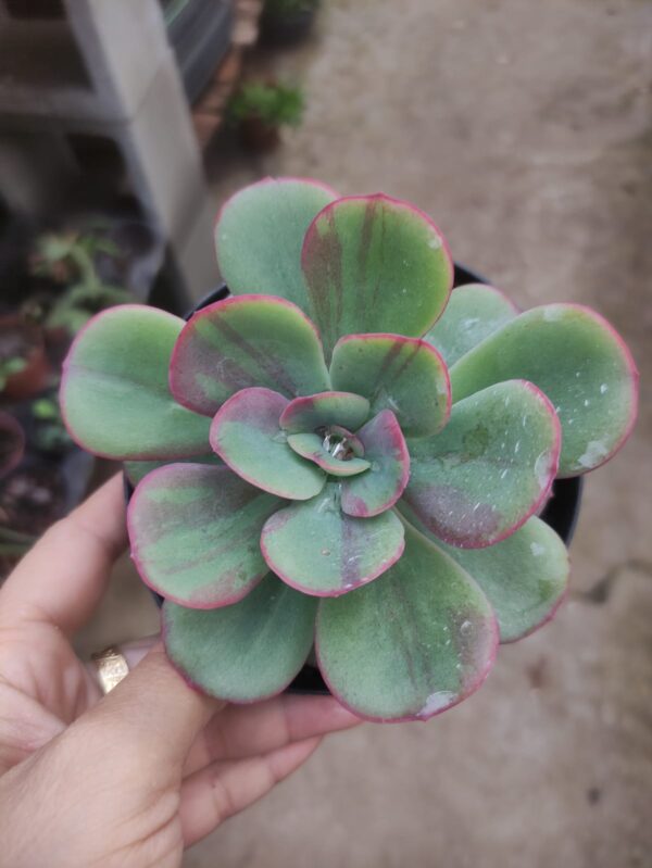 Echeveria Goiabinha