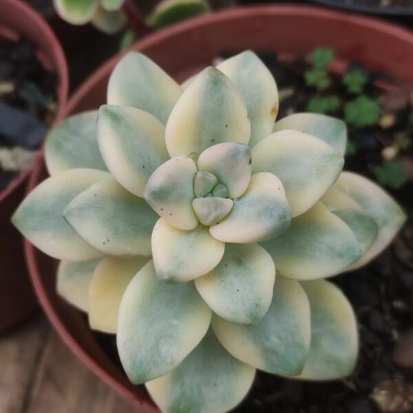Victor Kane Variegata