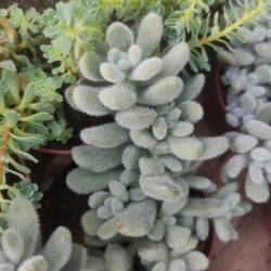 Sedum Hintonii