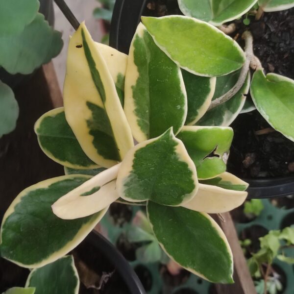 Flor de Cera (Hoya Krimson Variegata)