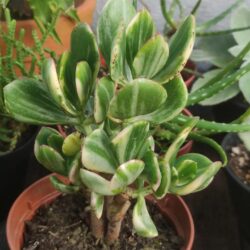 Crassula Ovata (Jade Variegata)