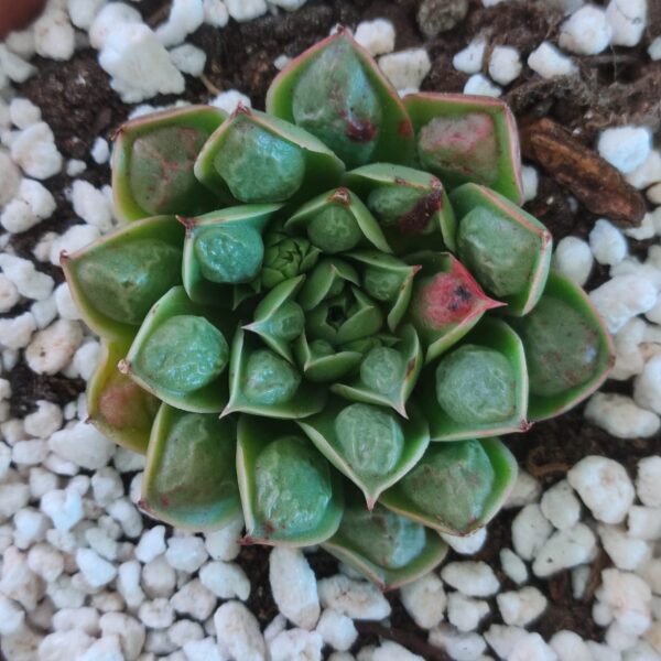 Echeveria Longíssima Drops