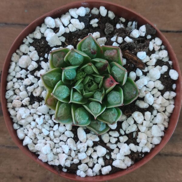 Echeveria Longíssima Drops - Image 2