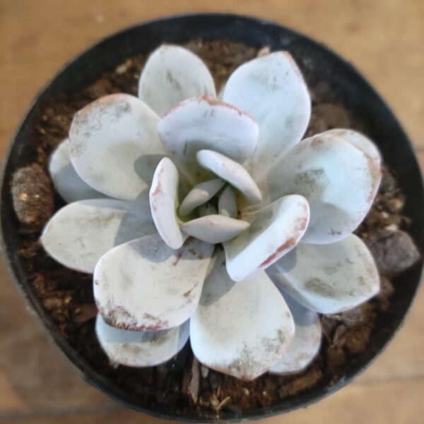 Echeveria Lauii