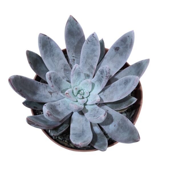 Echeveria Tolimalensis Tula