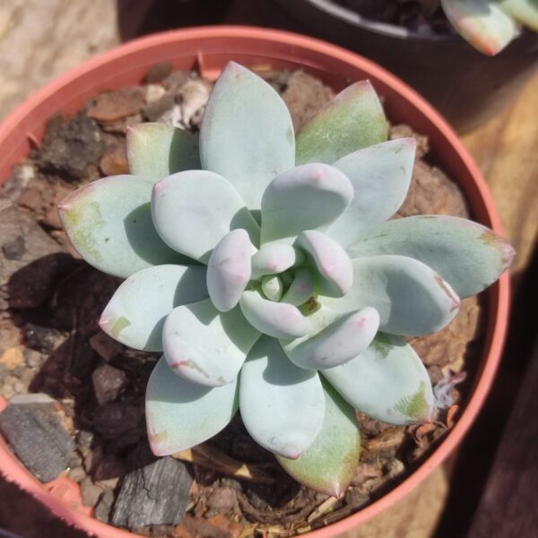 Echeveria Powder Puff