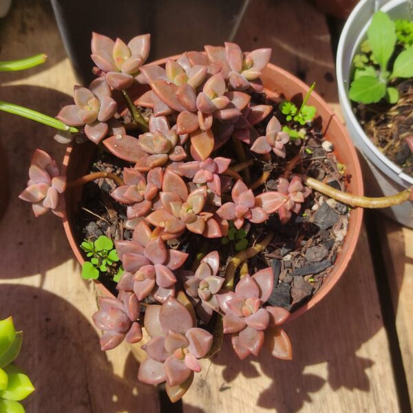 Sedum Bronze