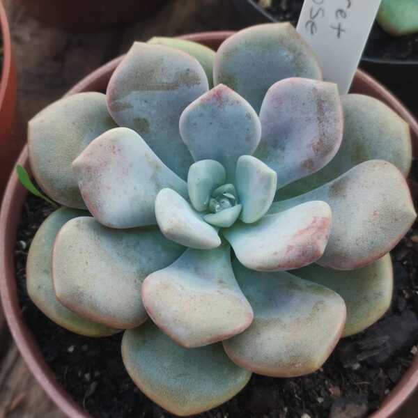 Echeveria Margaret Rose