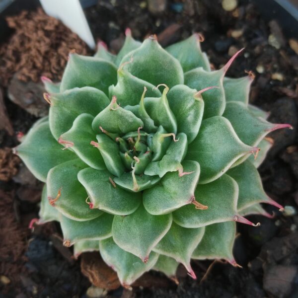 Echeveria Sweet Flame