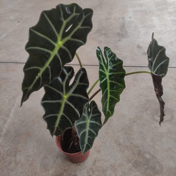 Alocasia Polly