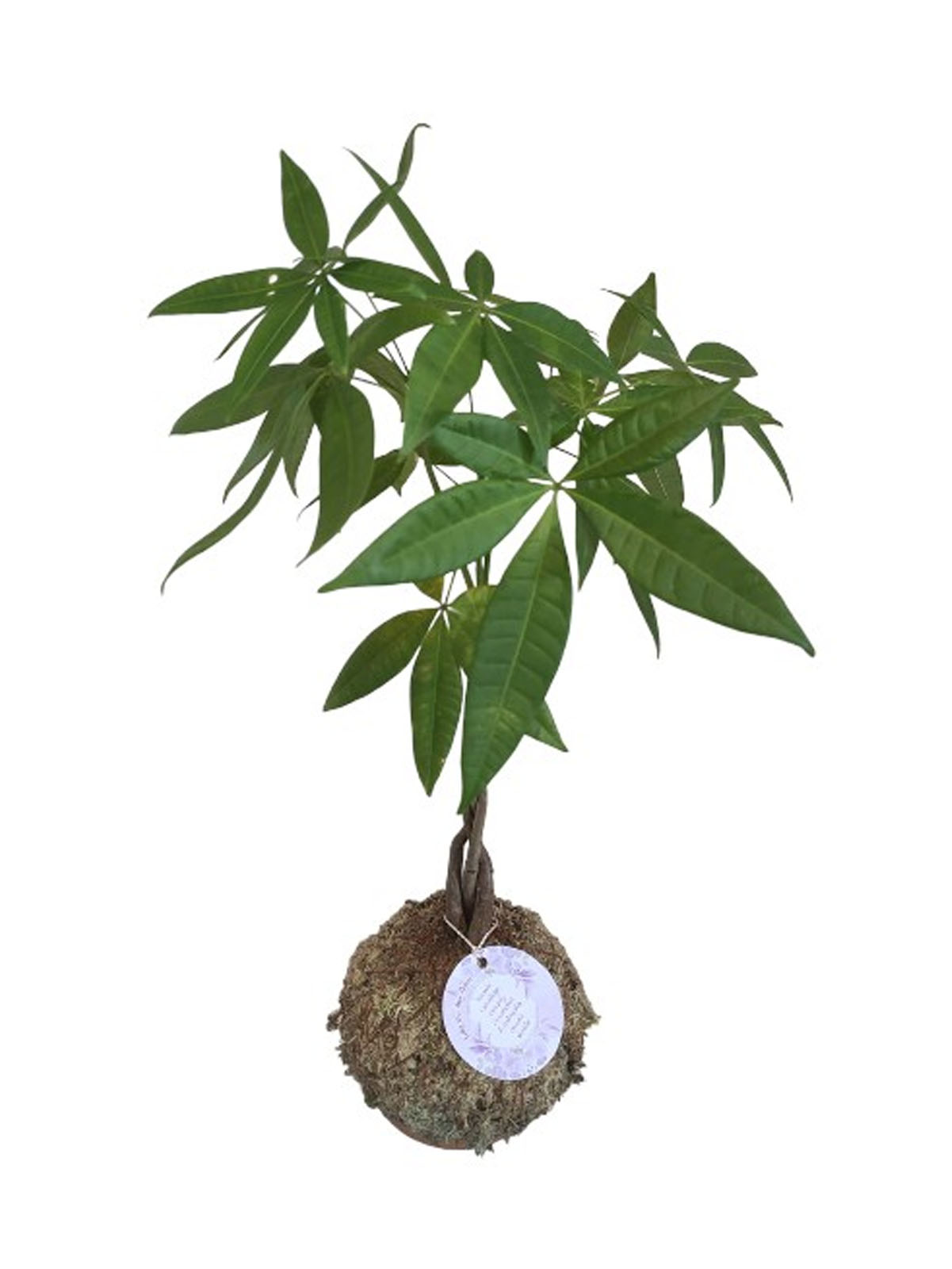 Kokedama Pachira Aquática (Árvore do Dinheiro) - Image 2