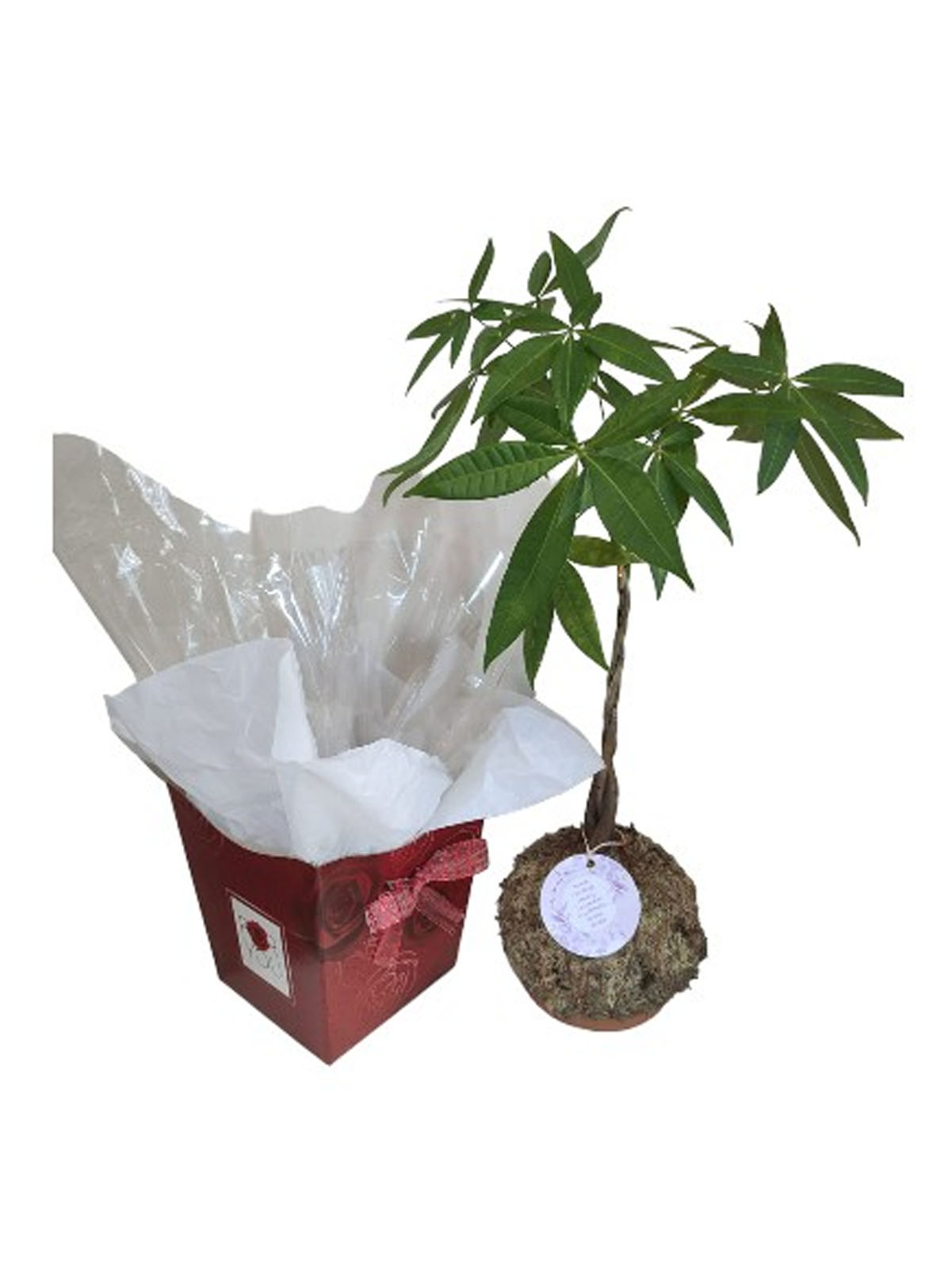 Kokedama Pachira Aquática (Árvore do Dinheiro) - Image 3