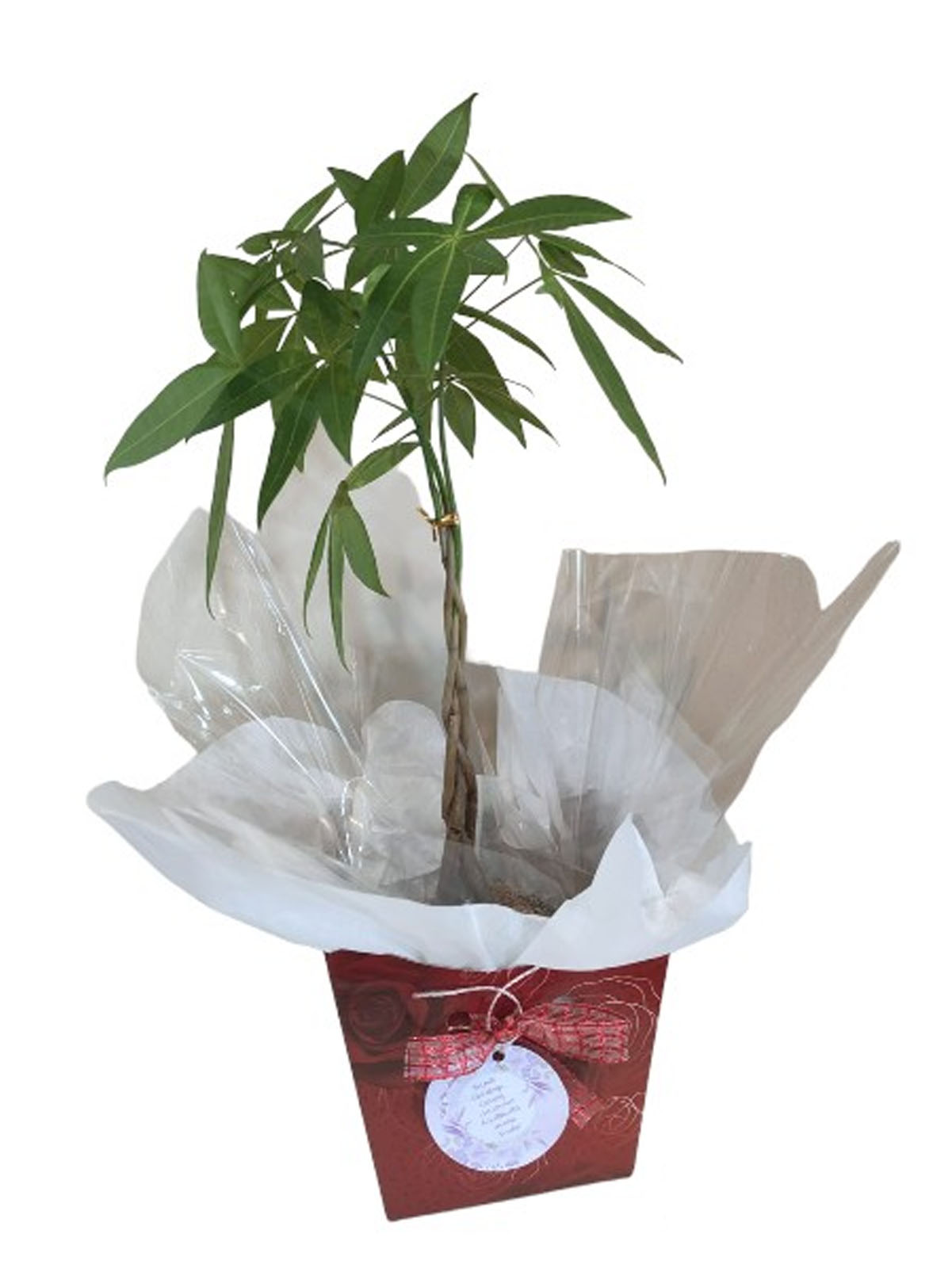 Kokedama Pachira Aquática (Árvore do Dinheiro)