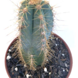 Cacto Azul Ou Pilosocereus Azureus