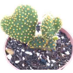 Cacto Opuntia Microdasys F. Cristata (orelha De Mickey)