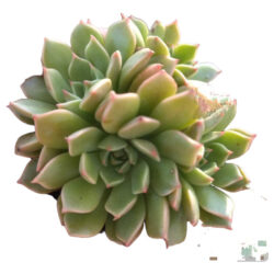 Planta Suculenta Colônia Graptoveira  Olivia , Maravilhosa