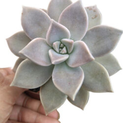 Planta Suculenta Echeveria Paraguaense