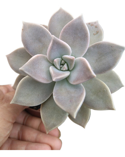 Planta Suculenta Echeveria Paraguaense