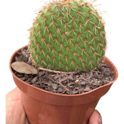 Cacto Bolacha Ou Opuntia Picnantha Pote 11