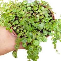 Planta Suculenta Pendente Colar De Tartaruga