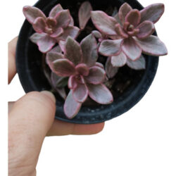Planta Suculenta Sedum Chocolate Variegata