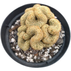 Cacto Cérebro Amarelo Ou Mammillaria Elongata Cristata