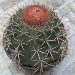 Cacto Coroa de Frade Grande cuia 21 cm