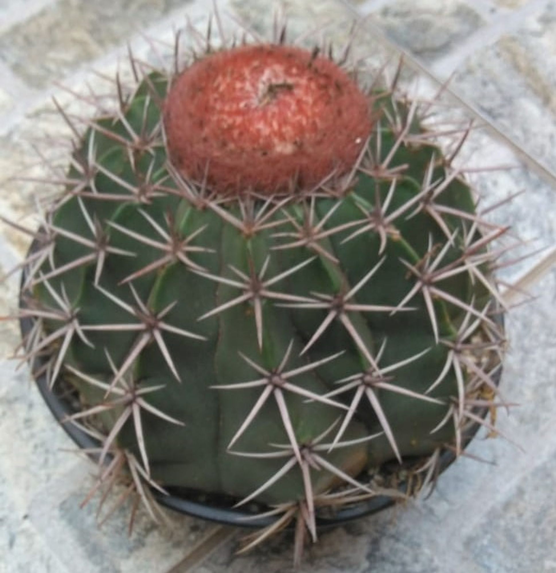 Cacto Coroa de Frade Grande cuia 21 cm - Imagem 3