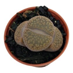LITHOPS,CACTO PEDRA /PEDRA VIVA