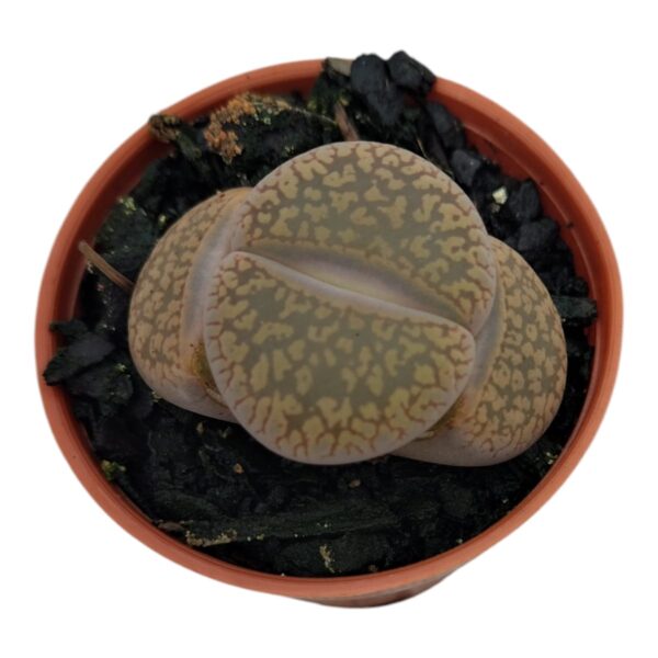 LITHOPS,CACTO PEDRA /PEDRA VIVA