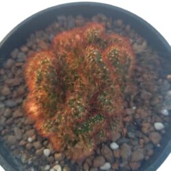 Cacto Cérebro Vermelho Cuia 13